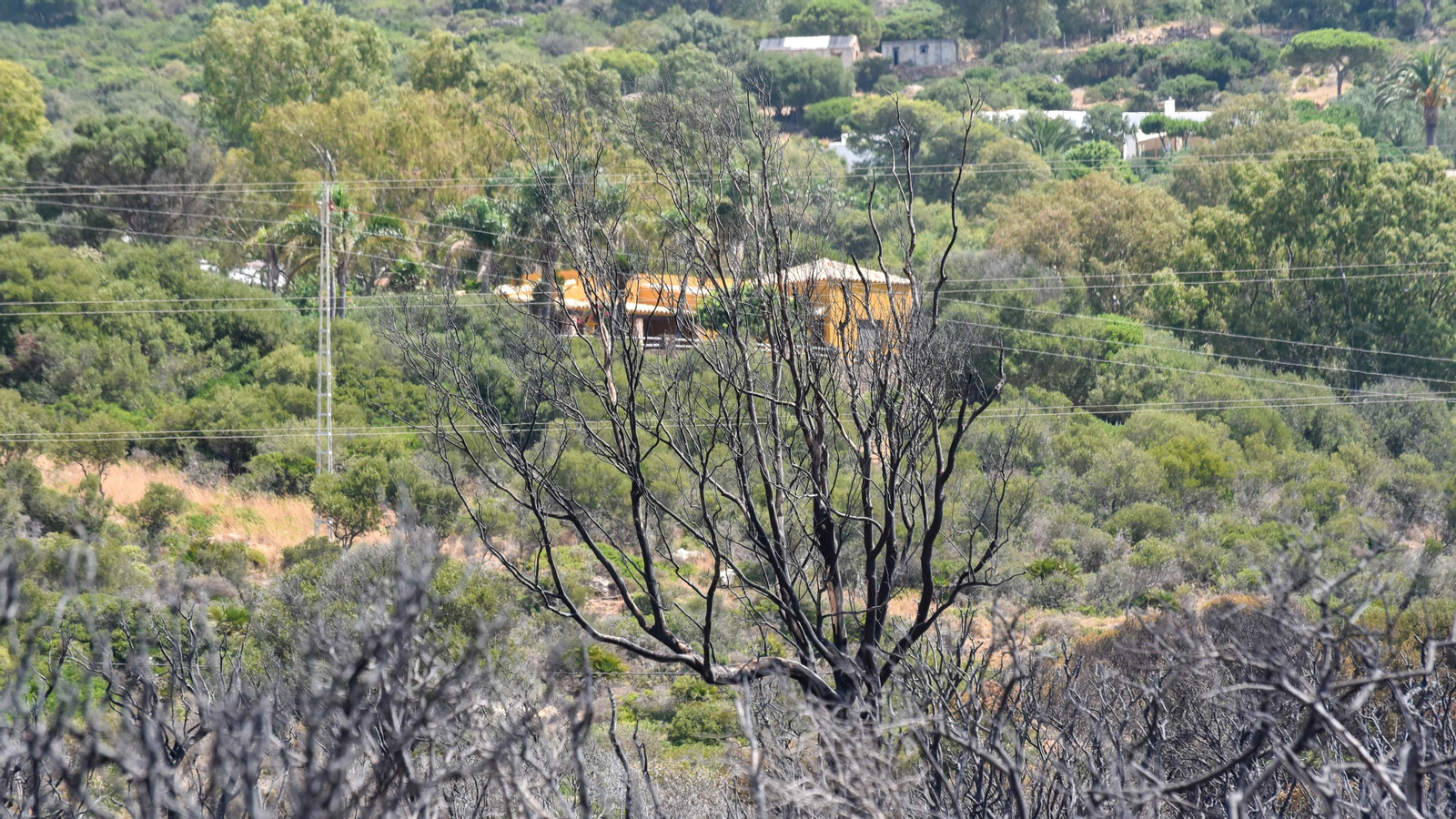 Fotos del incendio de Valdevaqueros que arrasó con 11 hectáreas de Parque Natural del Estrecho Las fotos de la zona afectada por el incendio de Valdevaqueros