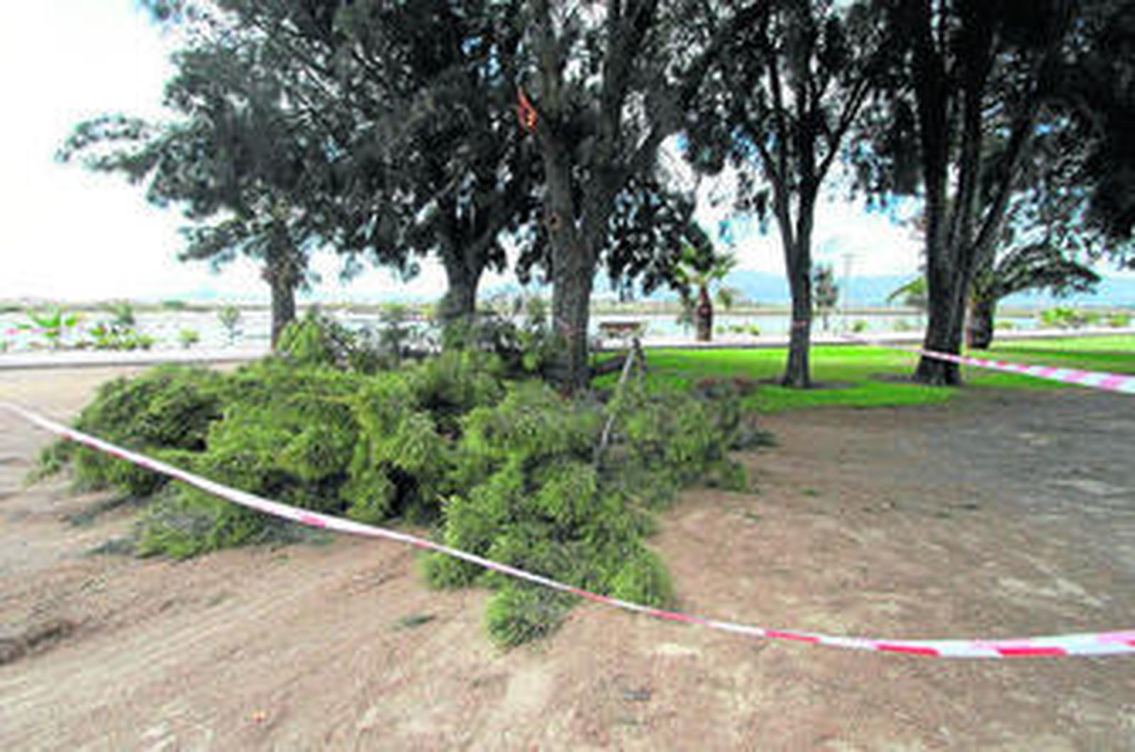 El lugar donde se produjo el accidente en Palmones, acordonado por la Policía Local.