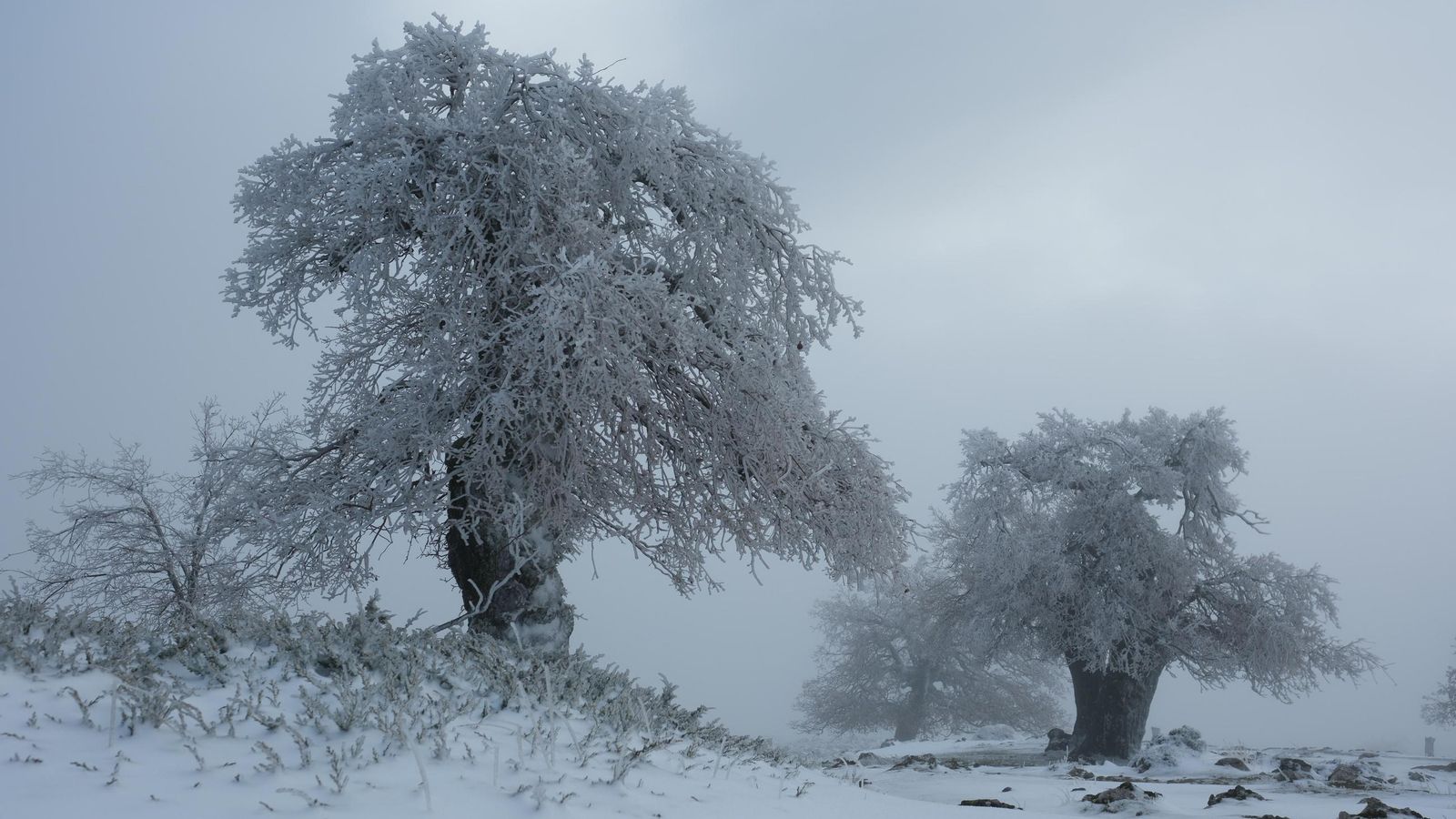 Quejigos de alta montaña con sus ramas congeladas.
