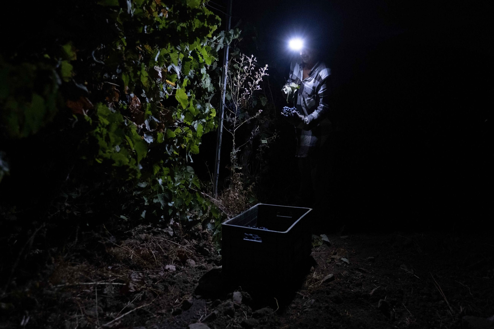 Vendimia nocturna en la Serranía, en imágenes