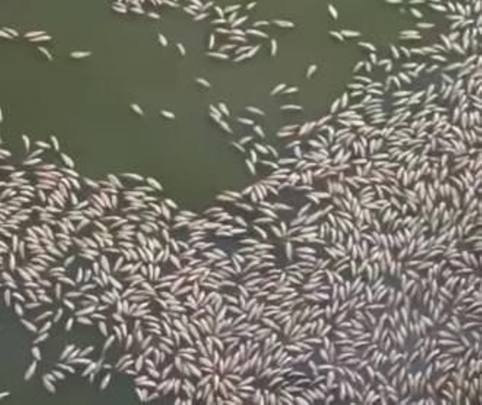 Imagen de los peces muertos en Sierra Boyera.