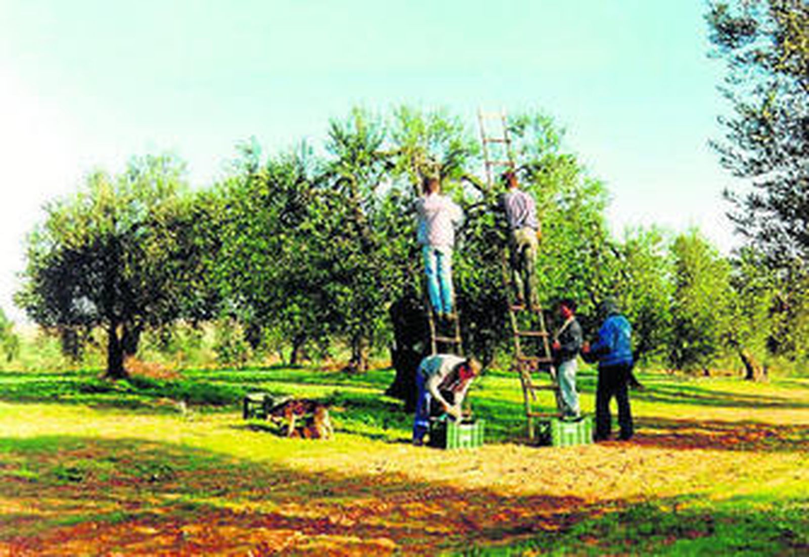 La recolección y la poda son las labores que suponen mayores gastos al agricultor de verdeo.
