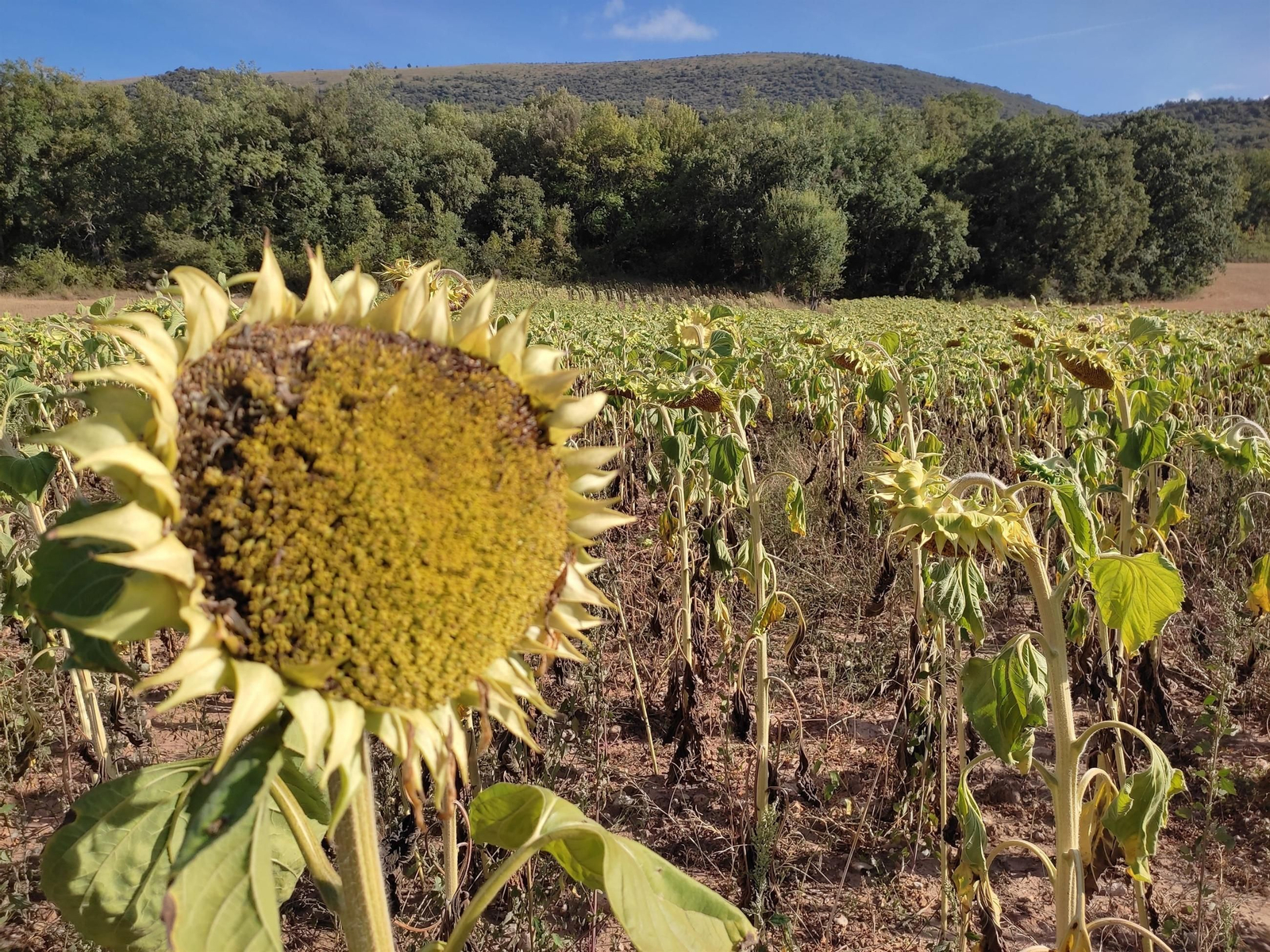 Cultivo de girasoles.