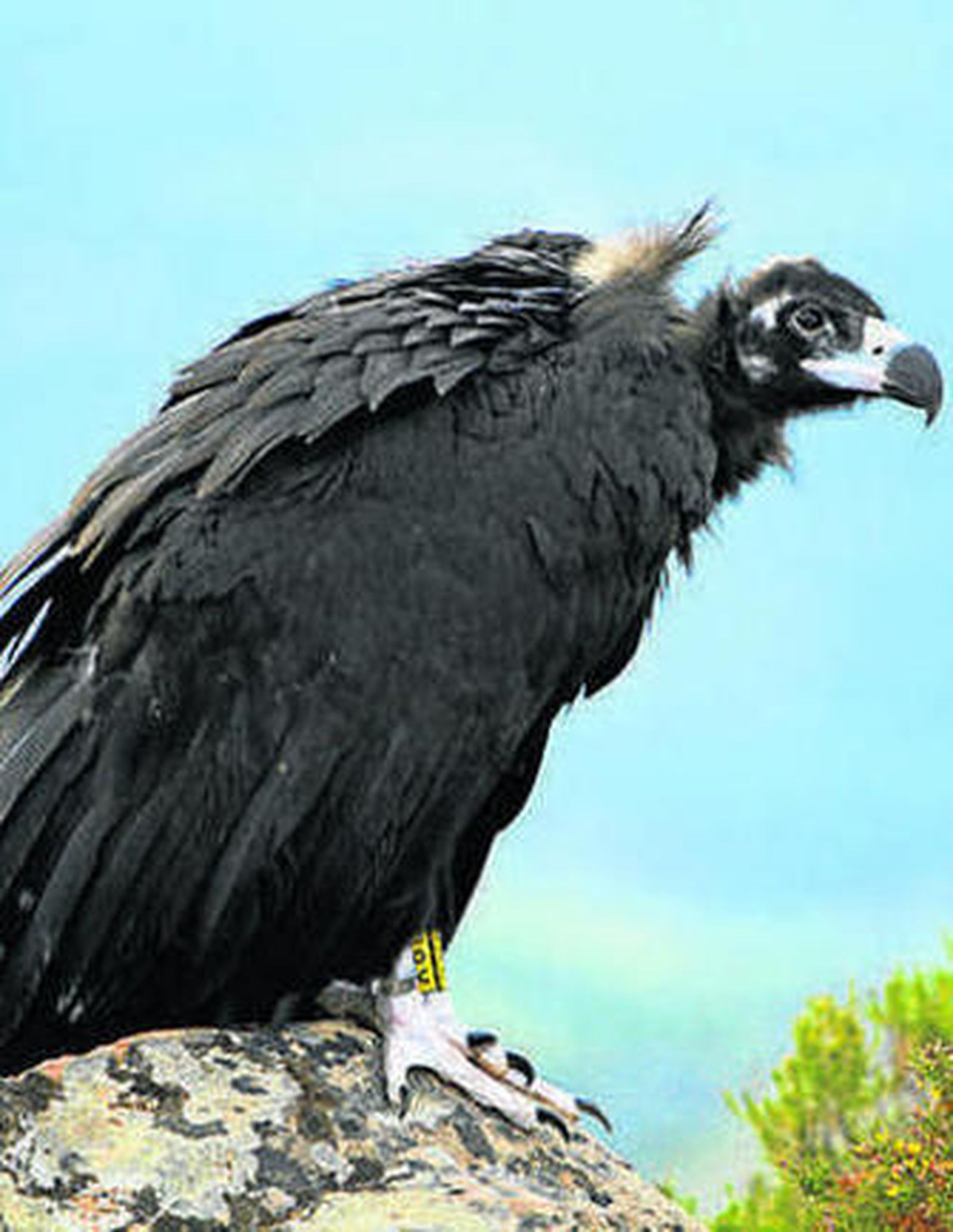 Ejemplar de buite negro.