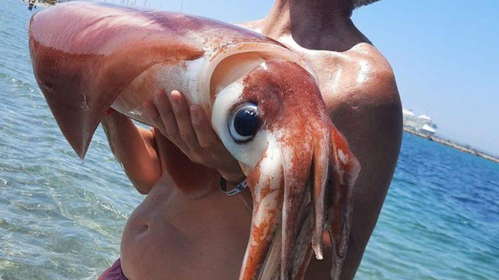 Un calamar gigante de metro y medio aparecido en La Línea.