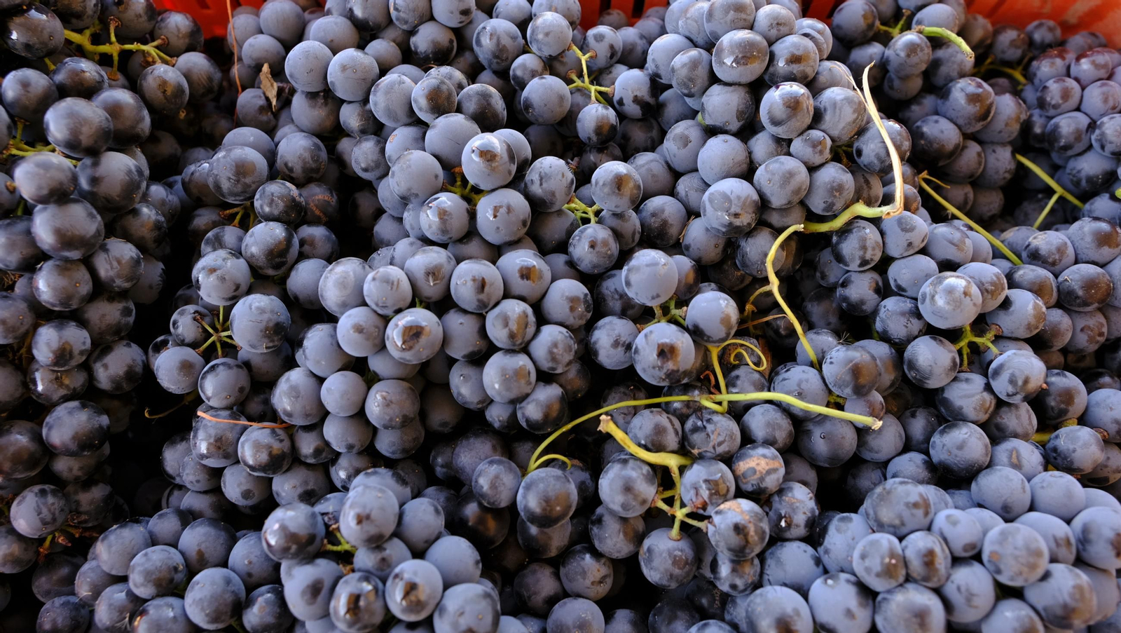 Las imágenes de la vendimia en la zona de Laujar de Andarax