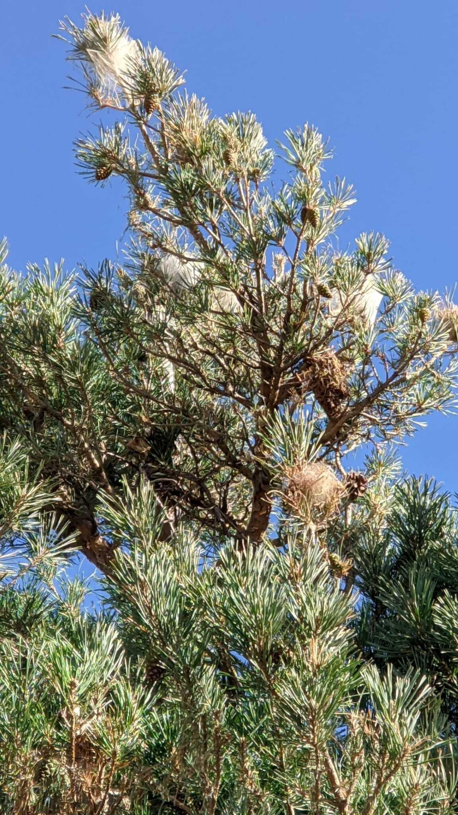 Copas plagadas de nidos.