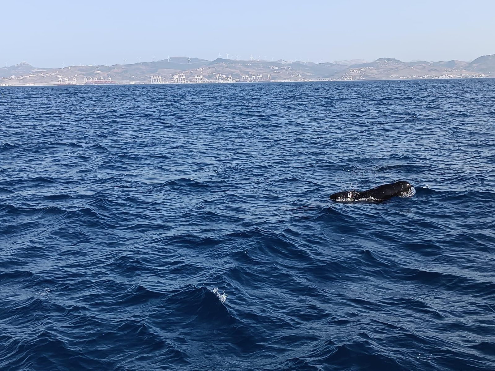 Avistamiento de cetáceos y aves por el Estrecho