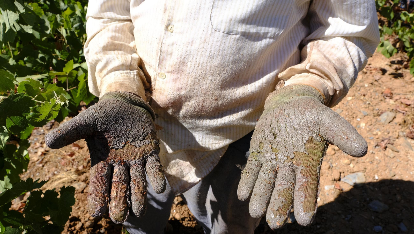 Las imágenes de la vendimia en la zona de Laujar de Andarax