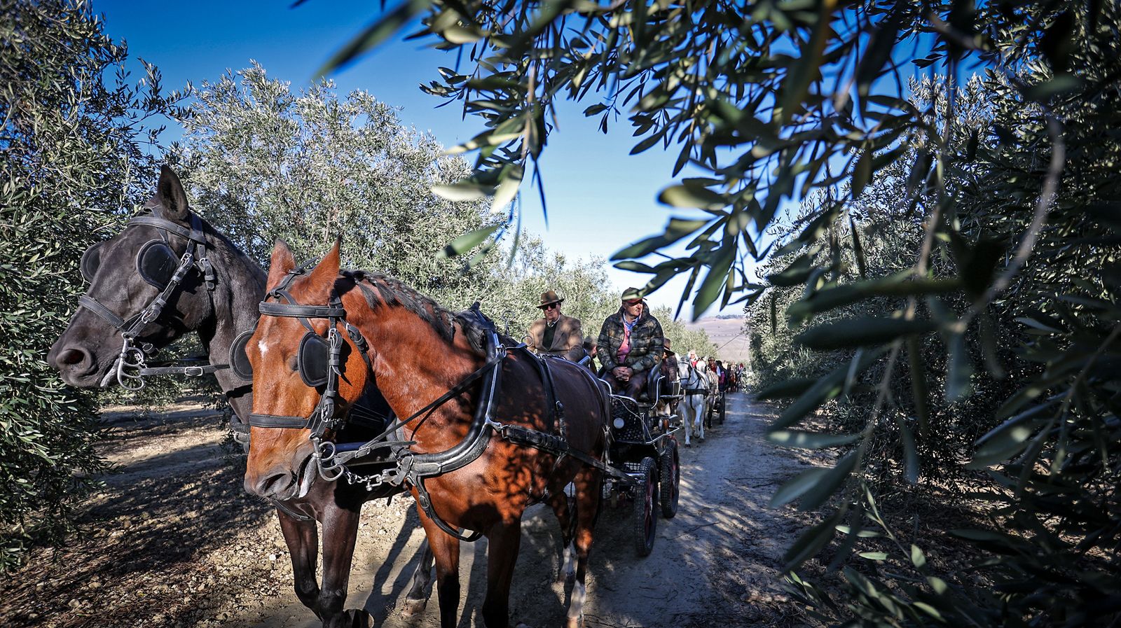 I Ruta de Carruajes Viñas de Jerez