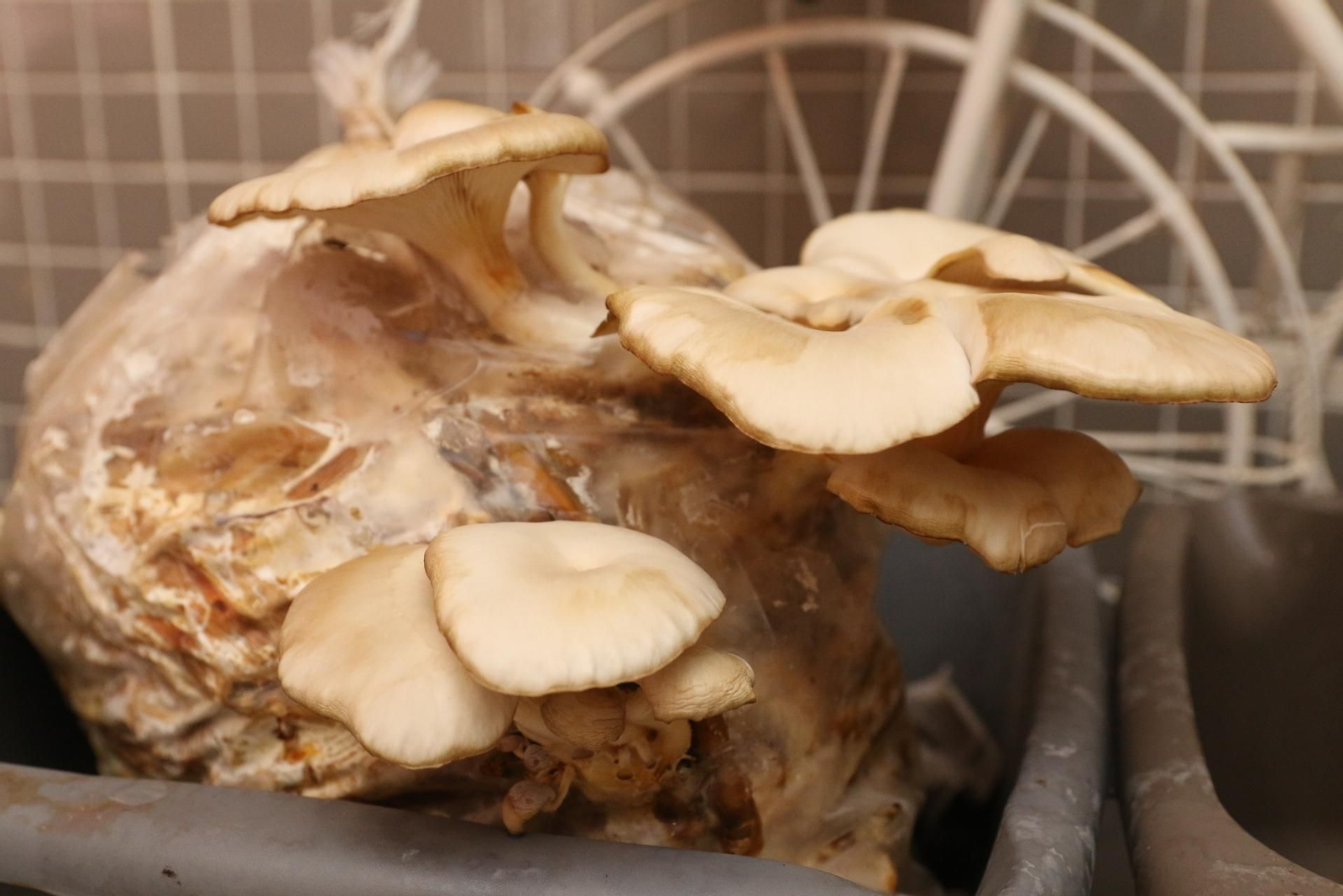 Fotogalería del Reino de las Setas