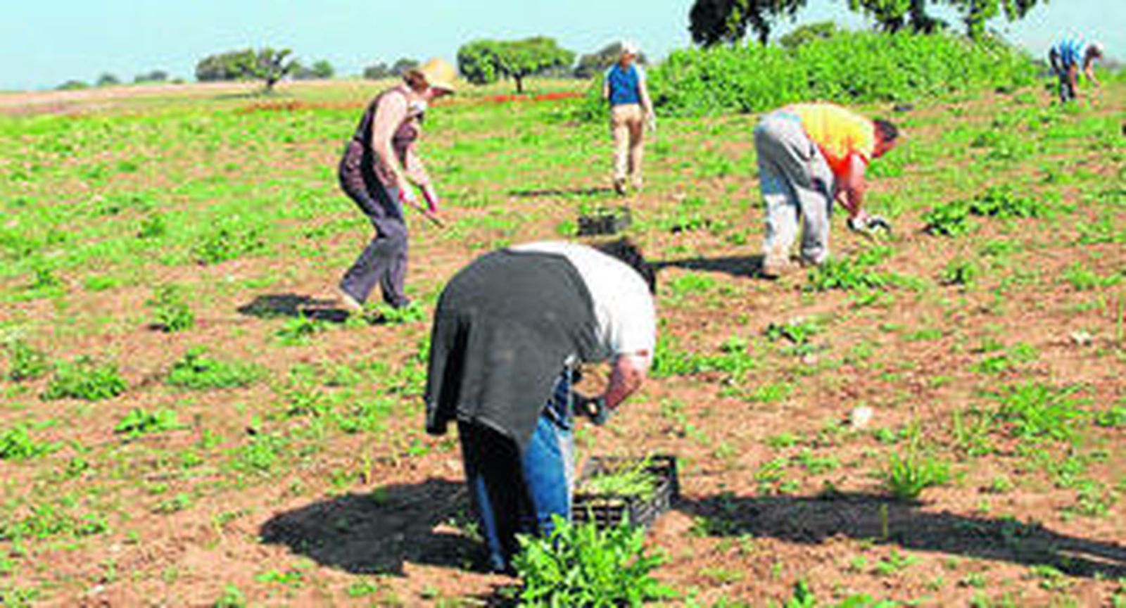 Un grupo de personas recoge espárragos en la finca de Las Turquillas.