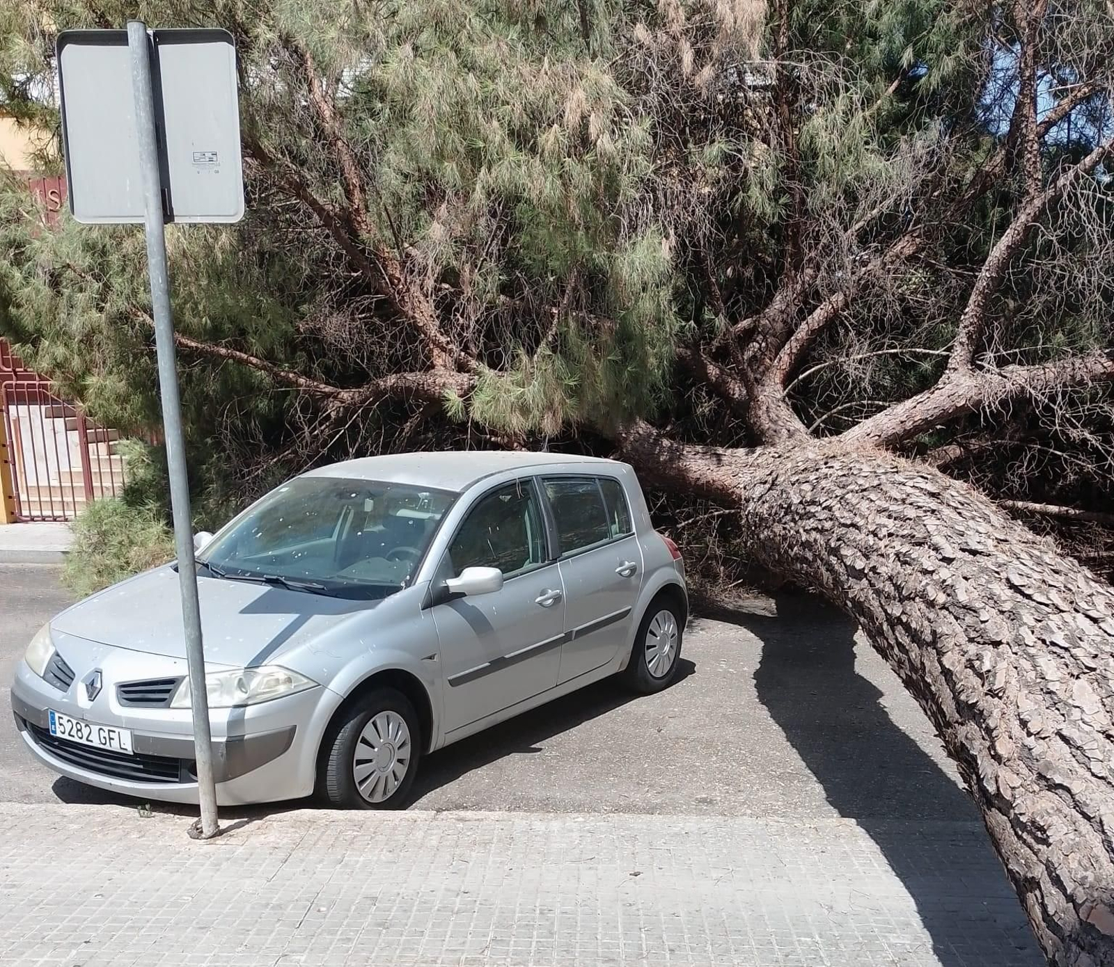 Árbol desplomado en la avenida del Mediterráneo de Córdoba.