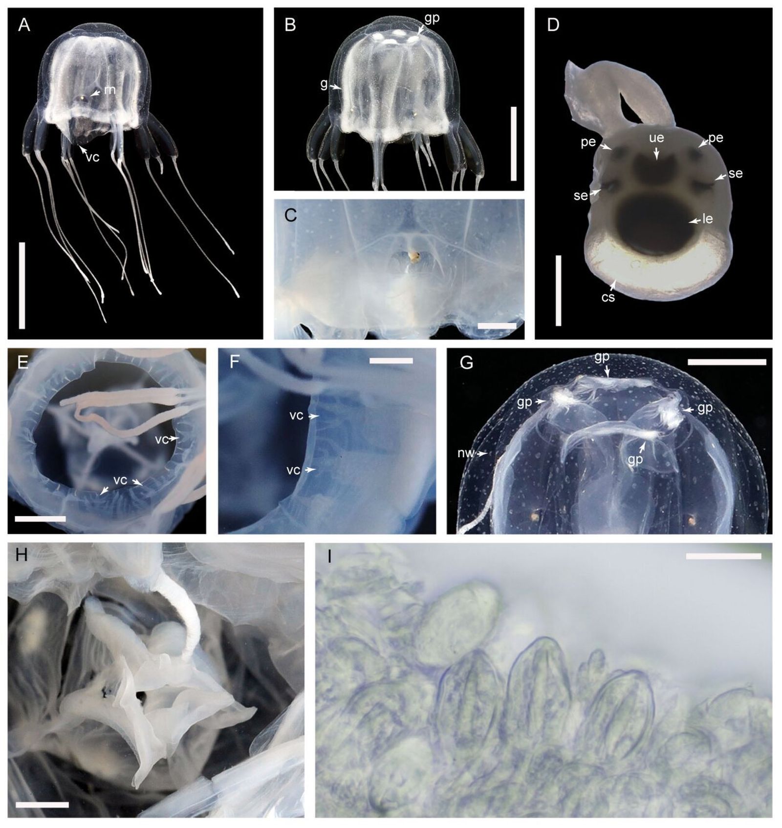 La medusa de 24 ojos