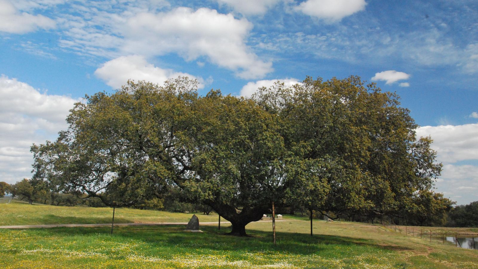 Monumento Natural Encina y Alcornoque de la Dehesa de San Francisco
