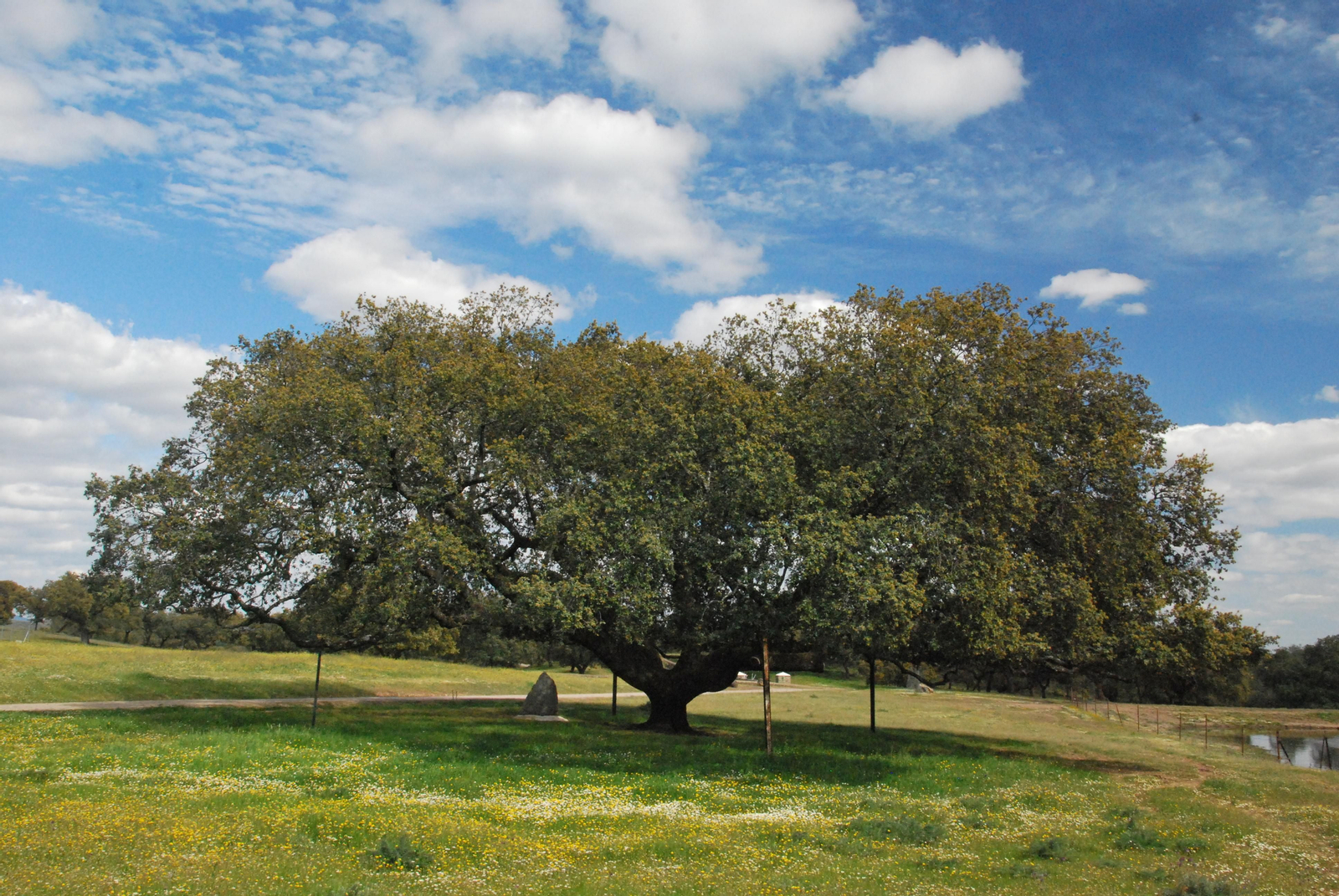 Monumento Natural Encina y Alcornoque de la Dehesa de San Francisco