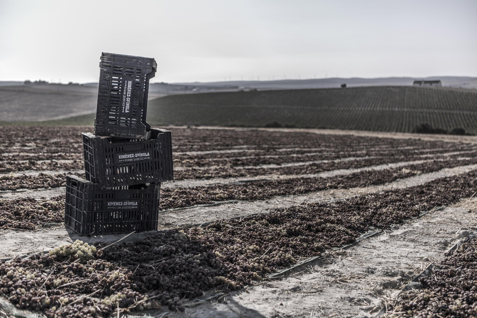 La pasificación de la uva Pedro Ximénez.
