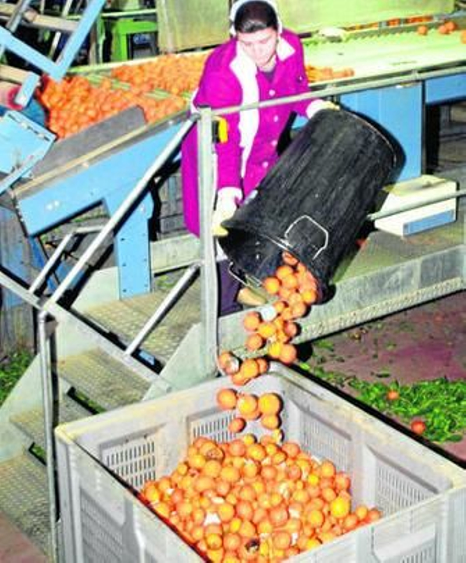 Las instalaciones de la fábrica de Citroluz en Cartaya.