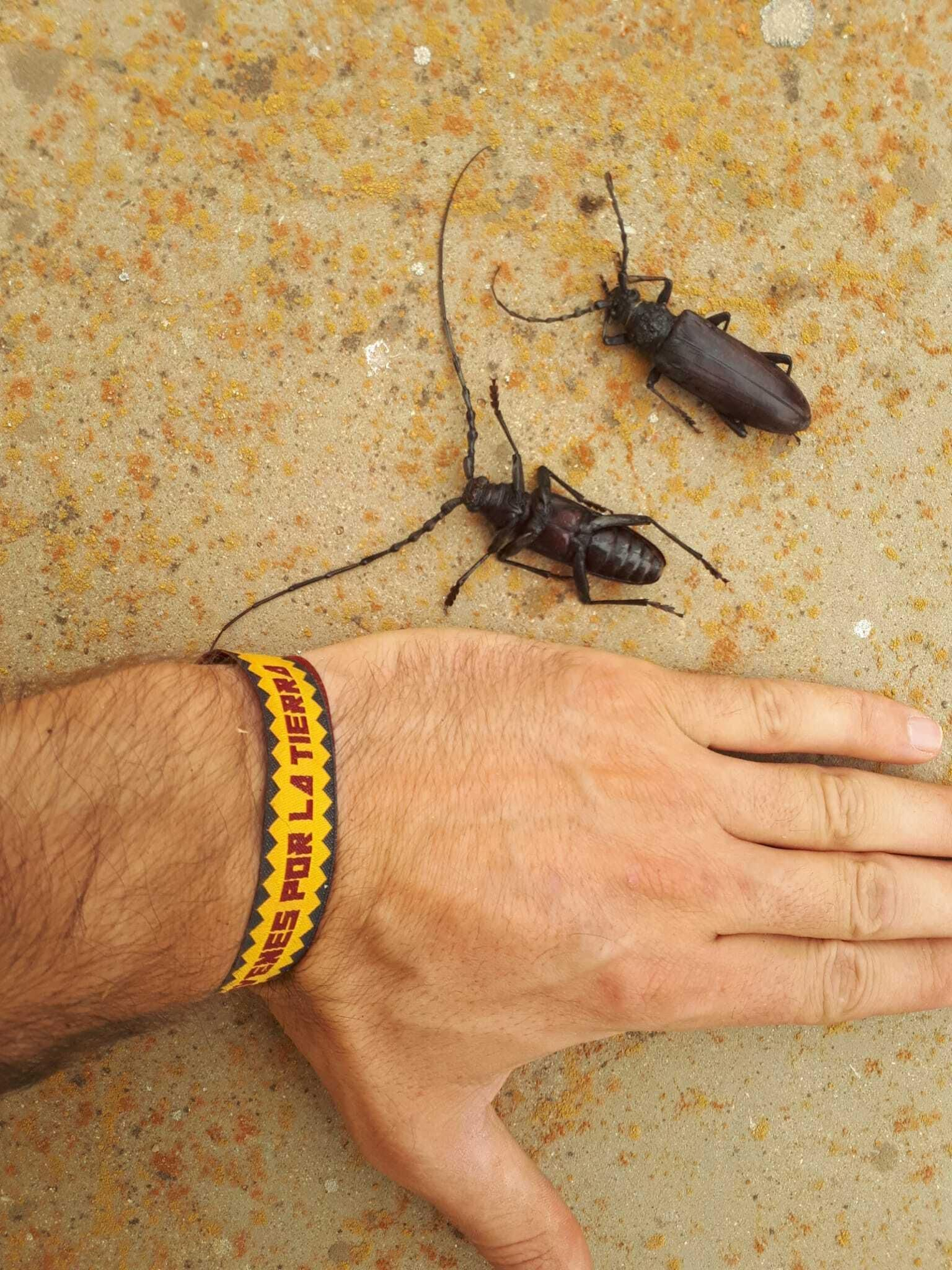 Ejemplos de Cerambyx.