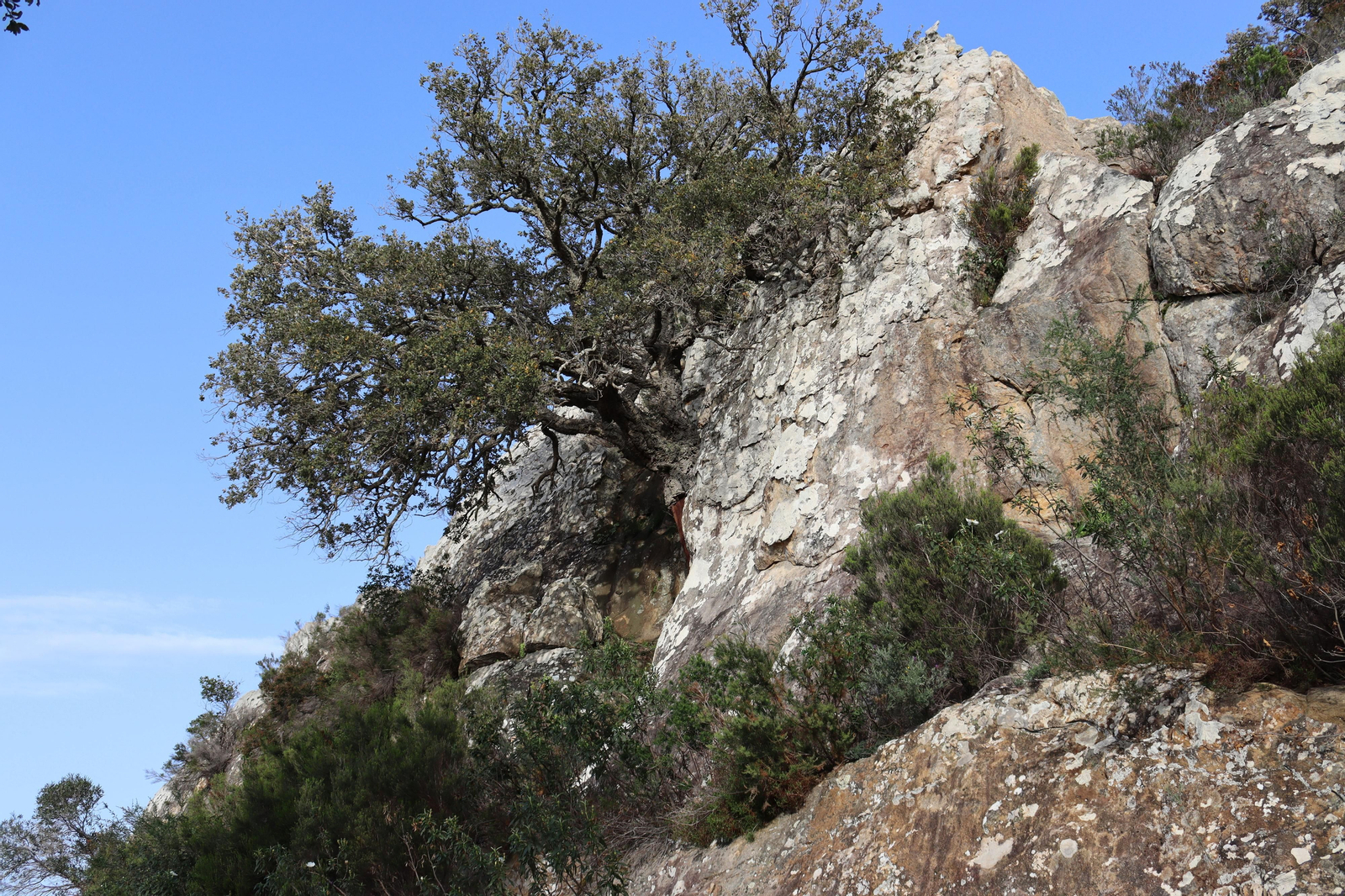 Fotos de la flora y fauna del Parque Natural de Los Alcornocales
