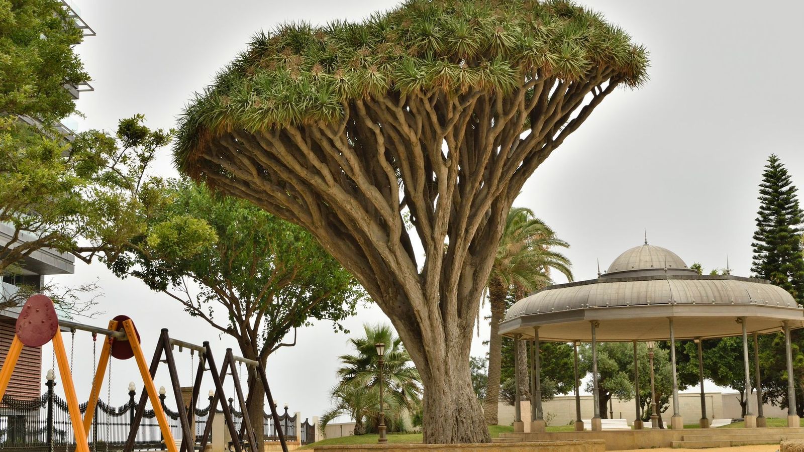 Un ejemplar de  drago en el Parque Genovés.