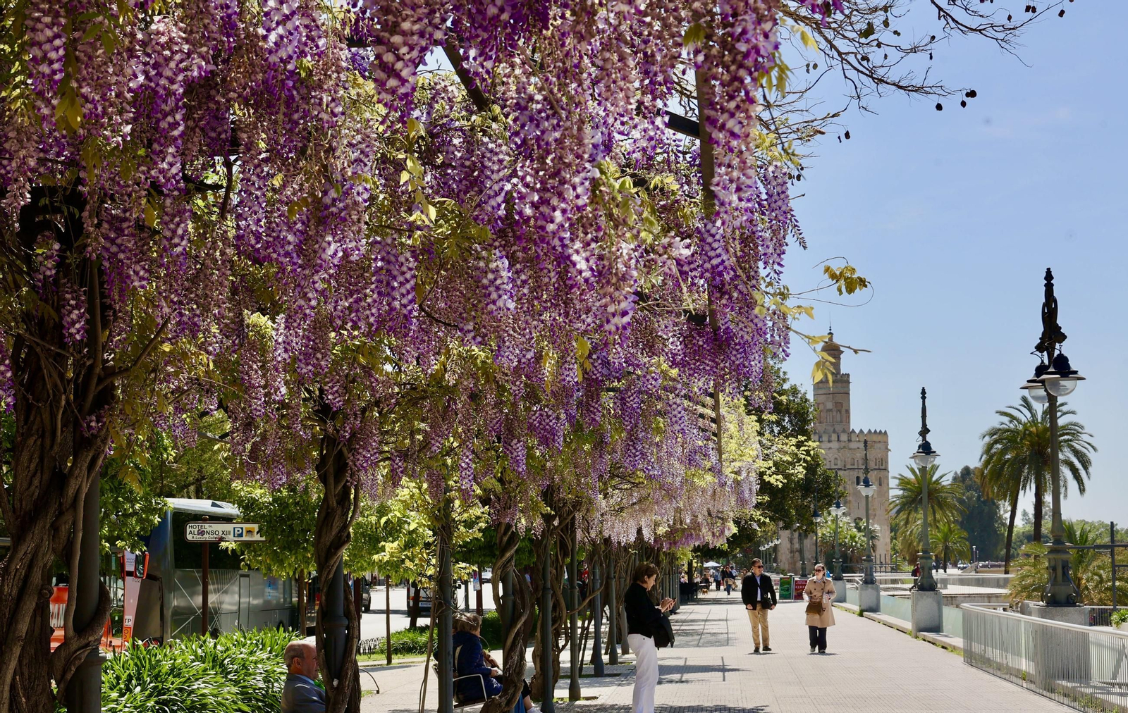 La belleza de las glicinias del Paseo de Cristóbal Colón