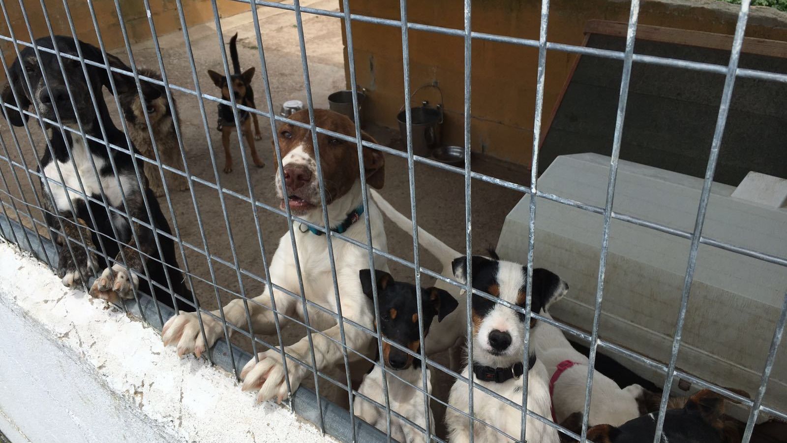 Las protectoras aseguran estar al borde de su capacidad. En la imagen varios perros conviviendo en un mismo chelín a la espera de la construcción del centro de protección animal.