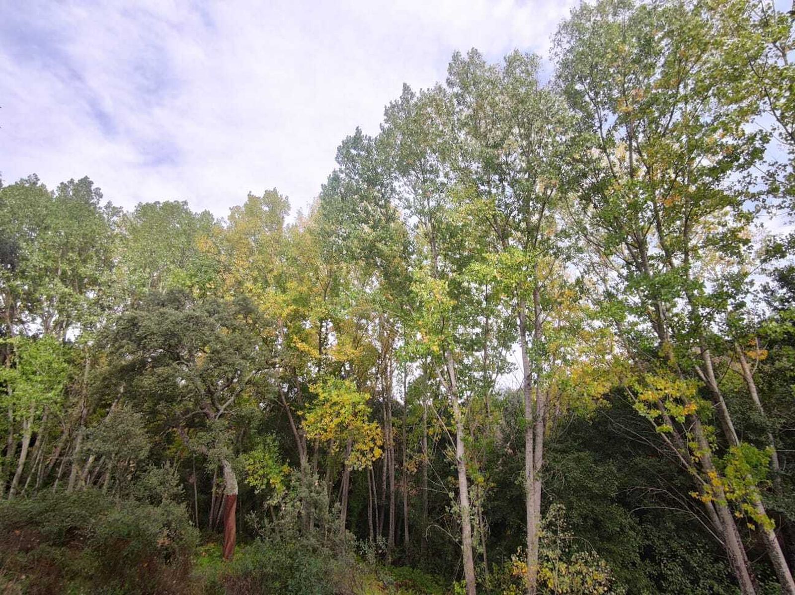 Una ruta familiar que enamora: el Bosque de las Letras en Santa Ana la Real