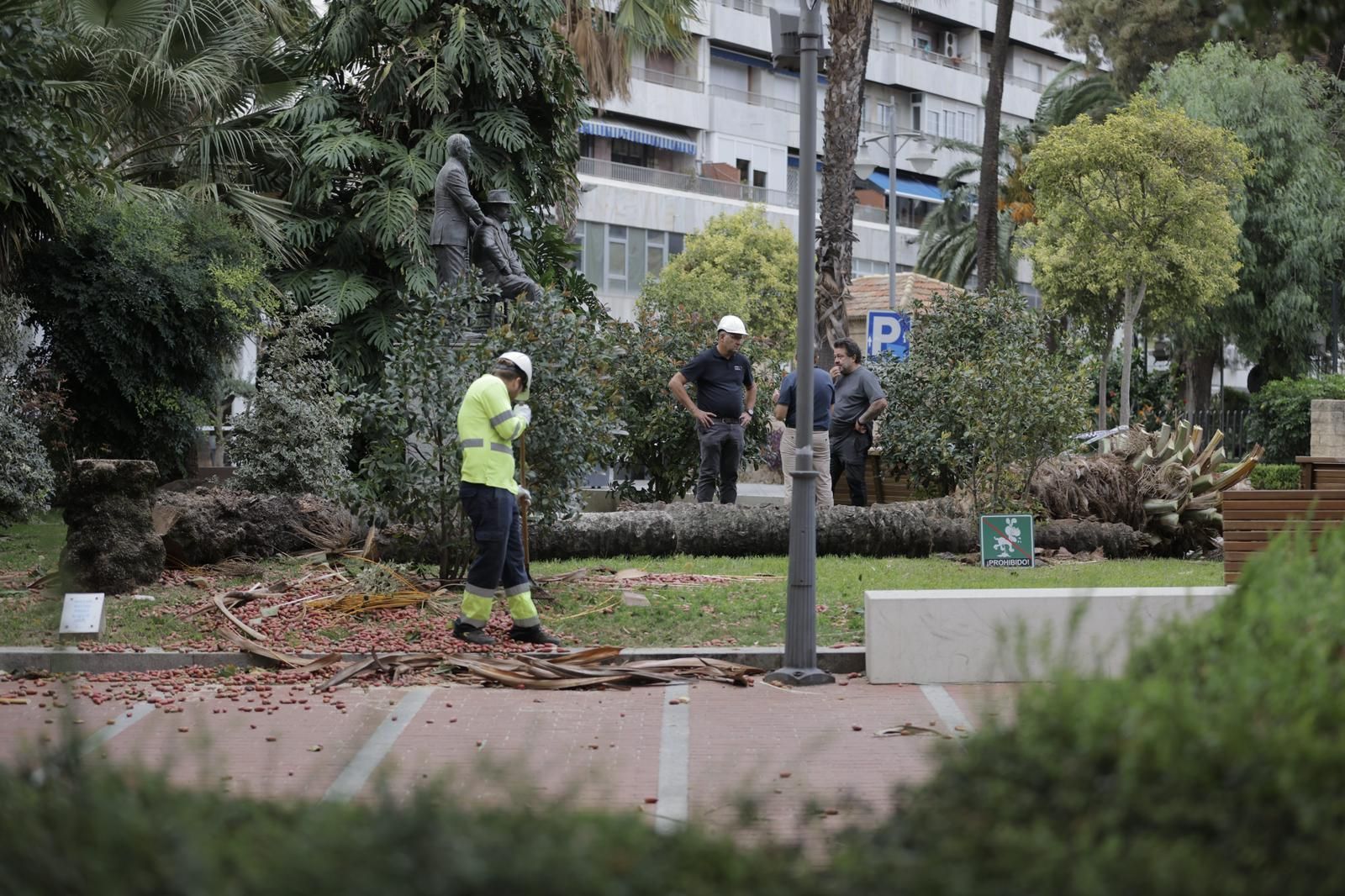 Susto en Huelva: las imágenes de la palmera derribada por el viento en El Punto