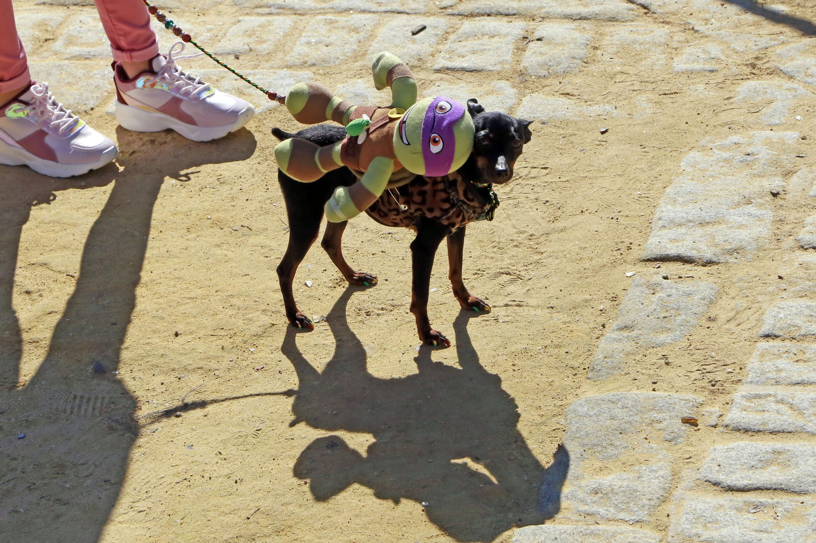 Imágenes de San Antón 2020 en Jerez