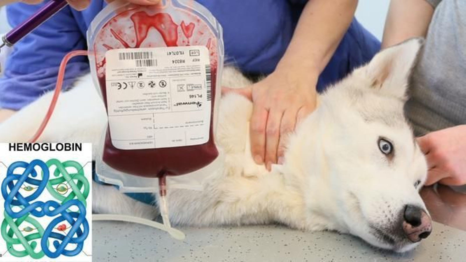 ¿De qué color es la sangre según cada animal?