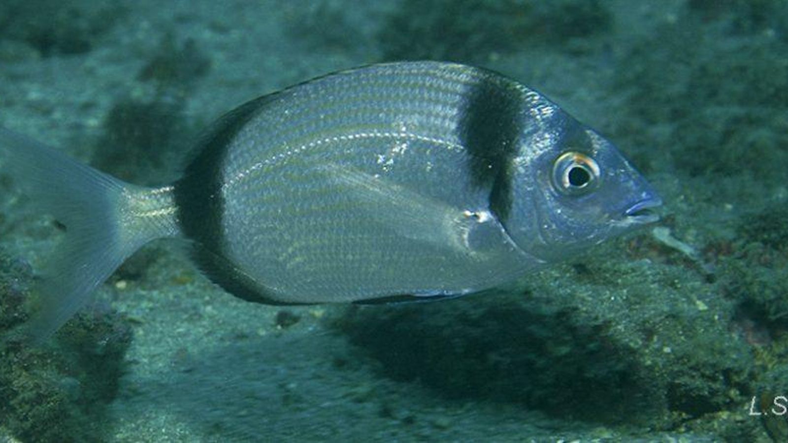 Mojarra (Diplodus vulgaris)