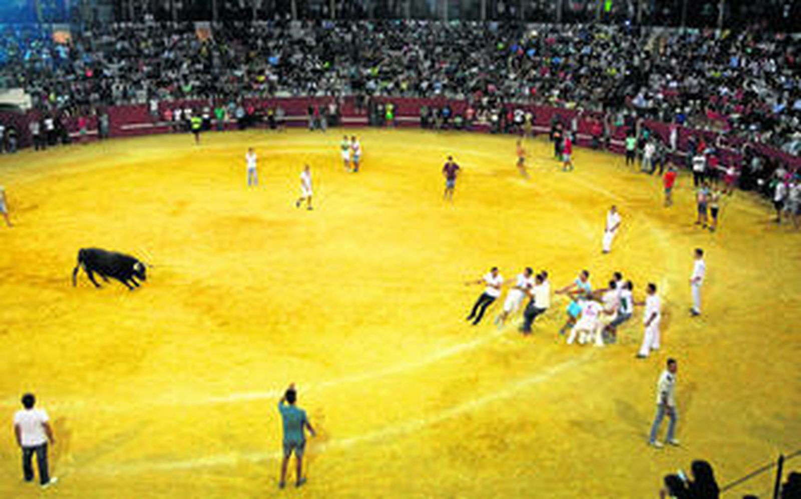 Un grupo de corredores y miembros de la organización tiran del toro para sacarlo del coso sanroqueño.