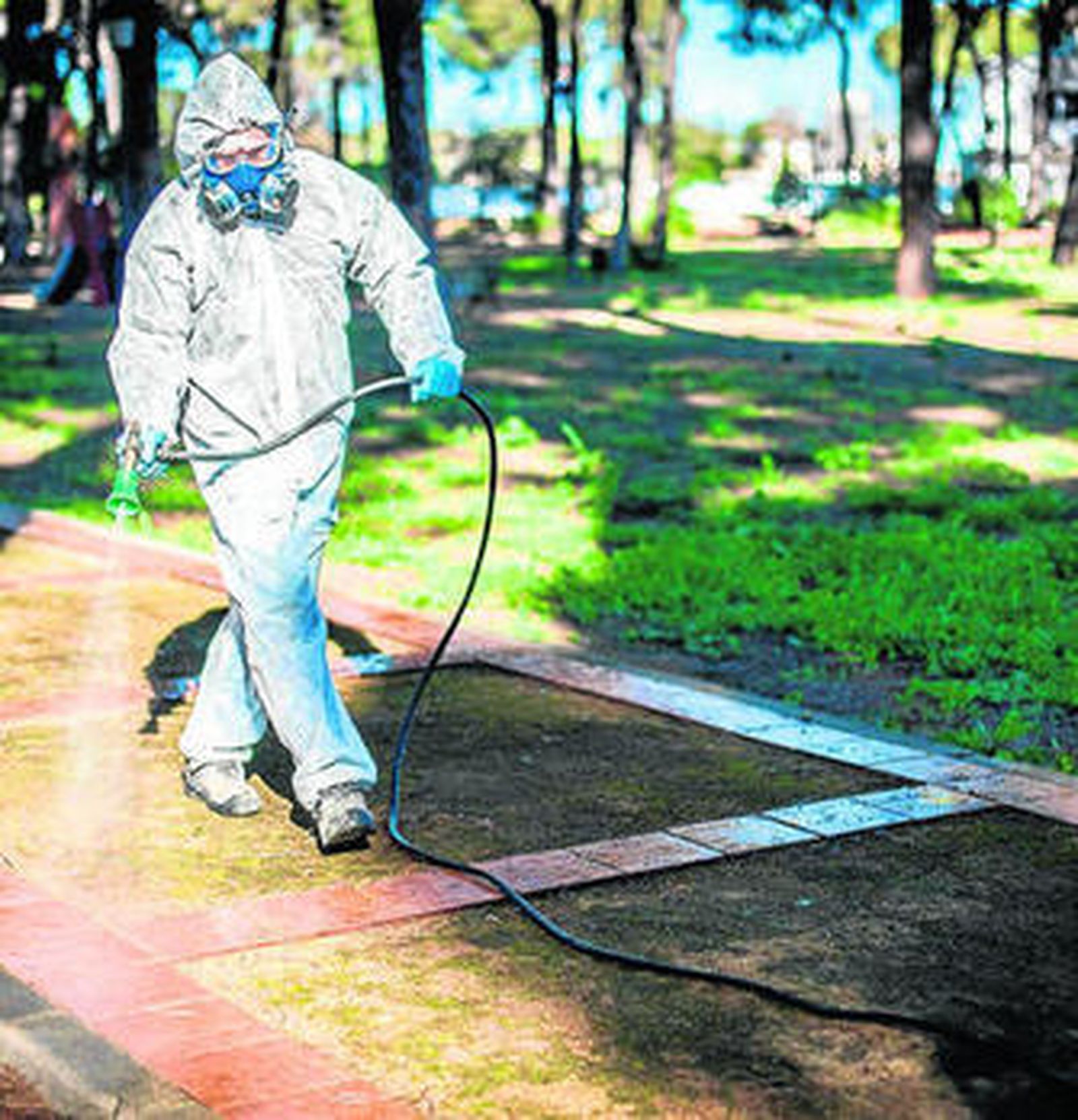 La temida procesionaria llega a la capital y provoca casos de urticaria en El Alquián