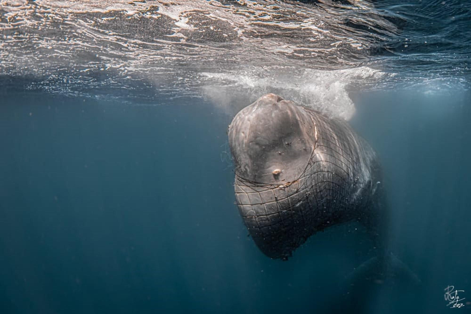 El cachalote atrapado por la red en aguas del Estrecho.