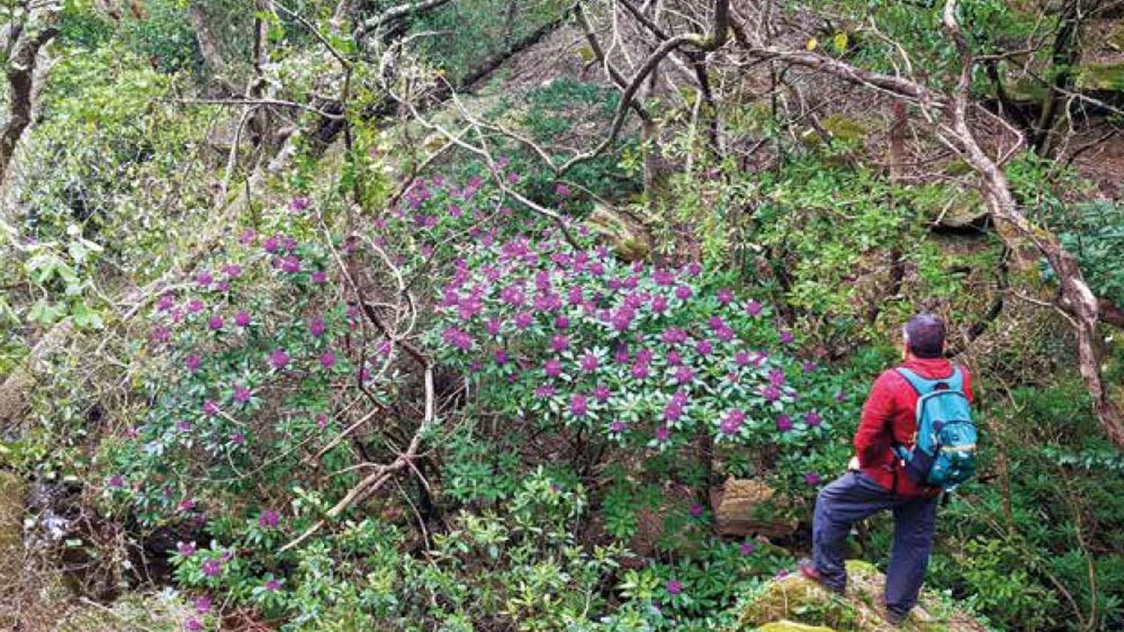 Galería de ojaranzos cubriendo un canuto de la sierra del Niño.