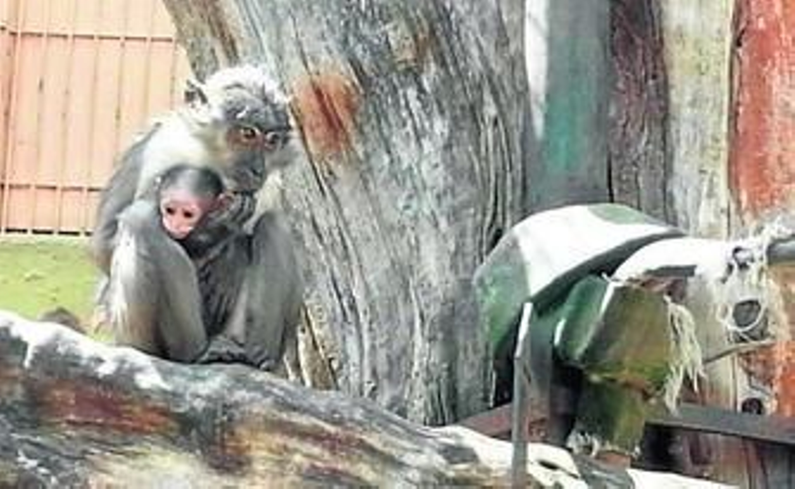 La nueva inquilina del zoo, en una instantánea junto a su madre, que también nació en las instalaciones jerezanas.