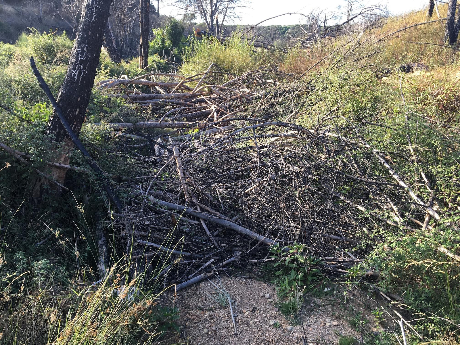 Advierten del alto riesgo de inundación tras la caída de árboles en Nerva