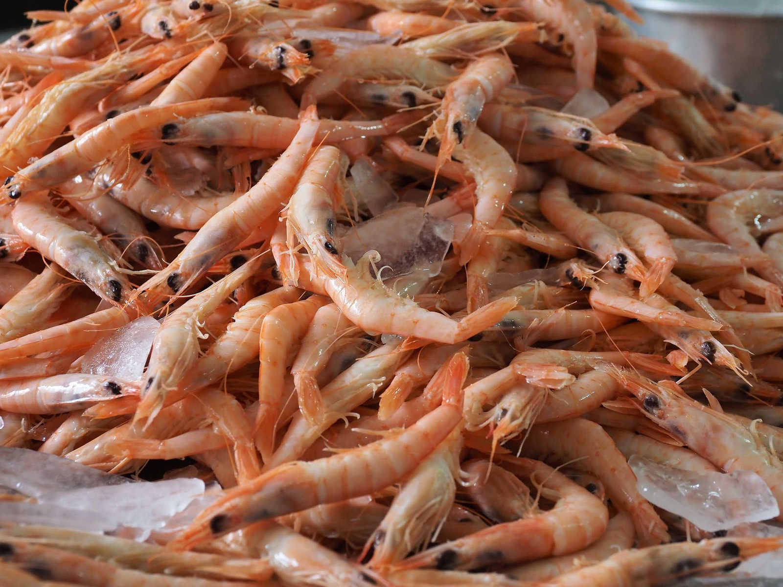 Las mejores fotografías del primer día de la Feria de la Gamba de Punta Umbría