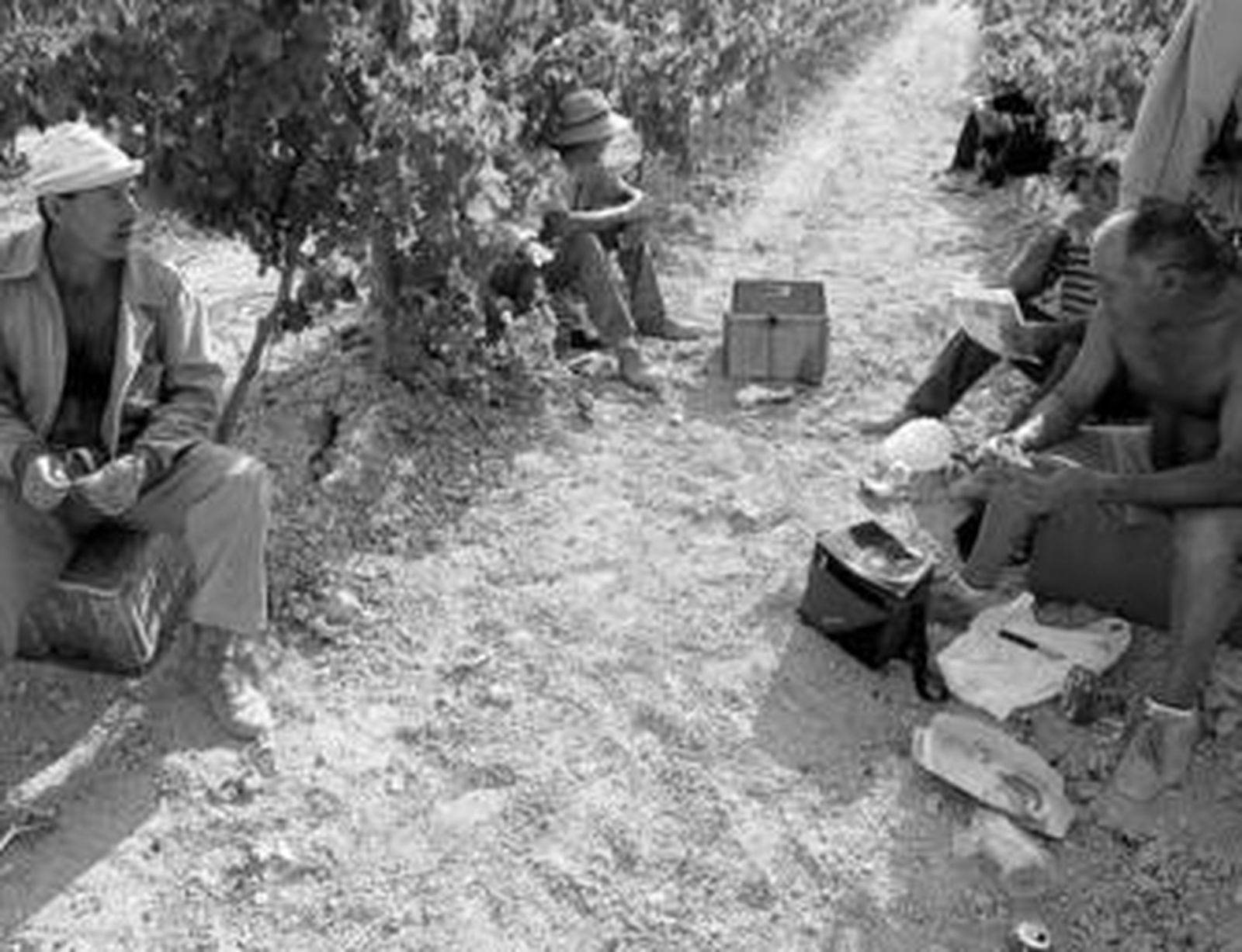 Jornaleros reponen fuerzas para continuar con las labores de corta en una viña del Marco.