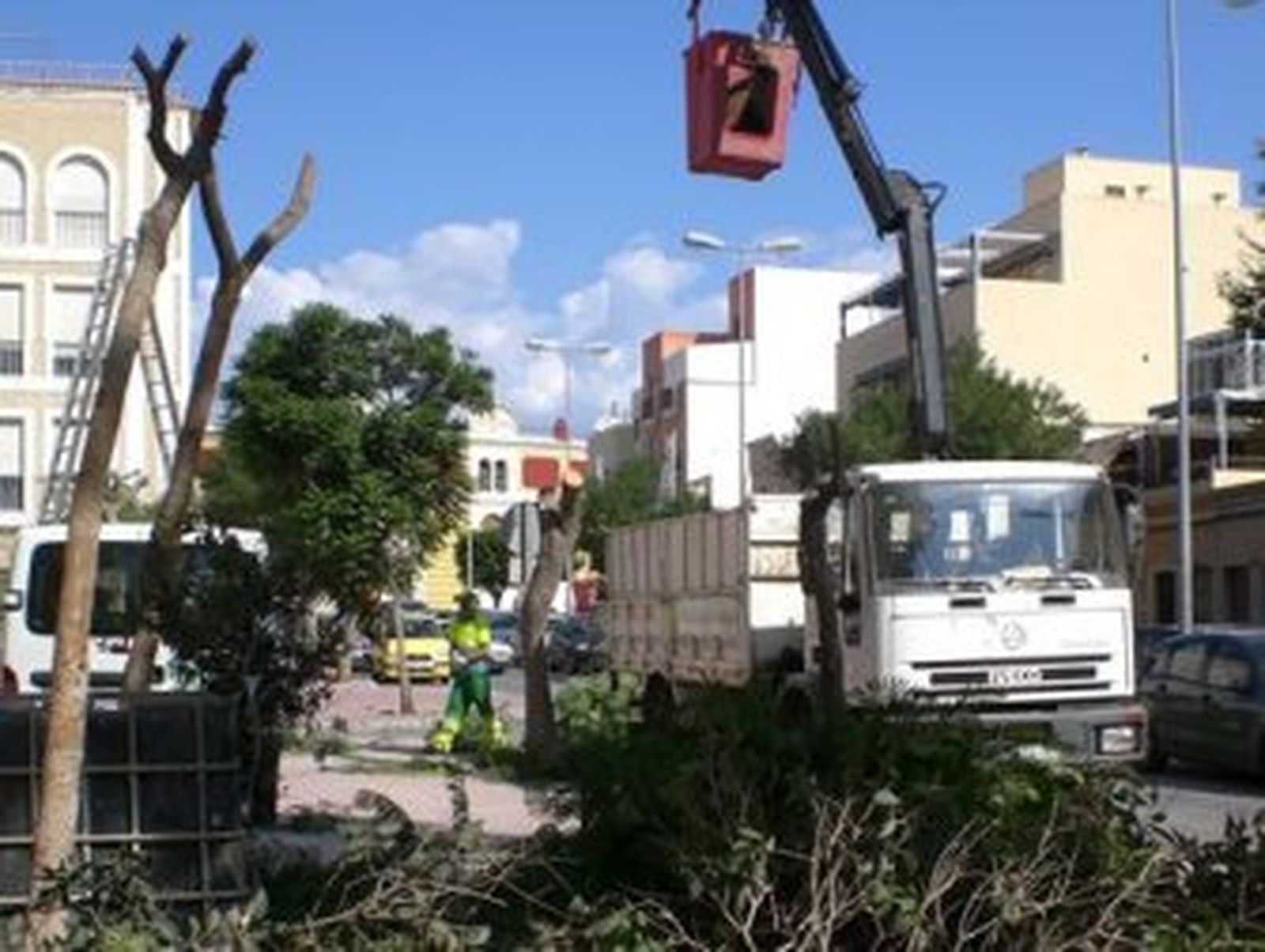 Descruce de los árboles de avenida de Vilches para su trasplante