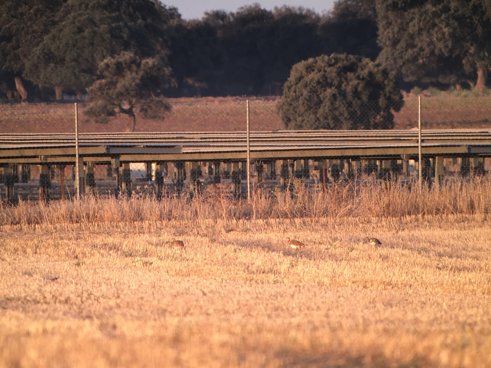 El sisón común, especie en peligro de extinción, encuentra refugio en cuatro plantas solares fotovoltaicas de Alcalá de Guadaíra (Sevilla)
