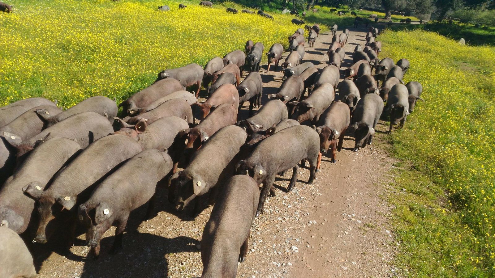 No es raro que los cerdos acompañen al caminante en más de una ocasión.