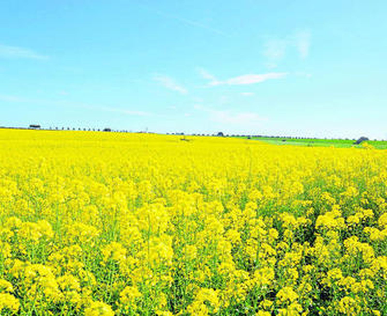 Cultivo de colza en la provincia.