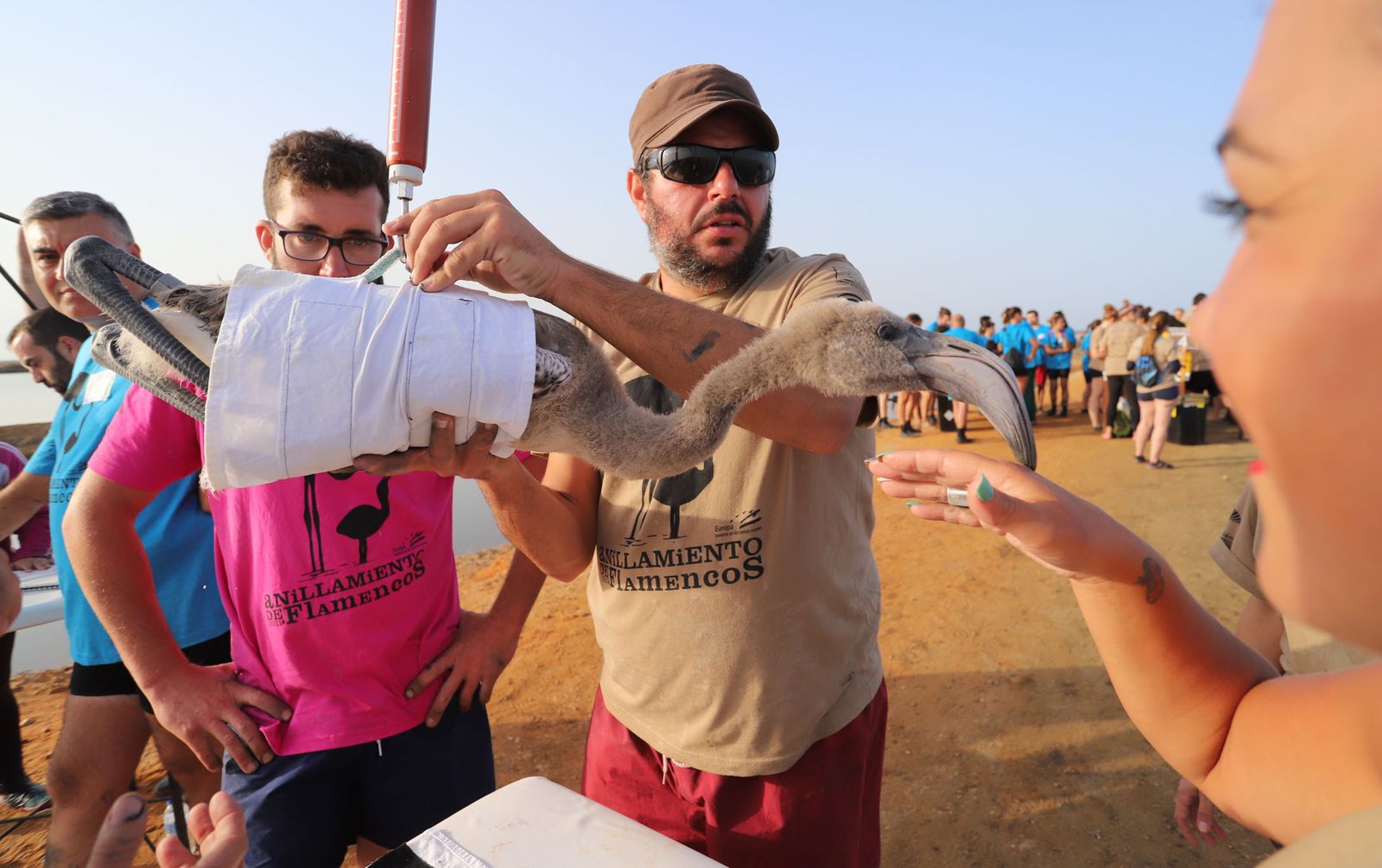 Imágenes del anillamiento de Flamencos en Marismas del Odiel