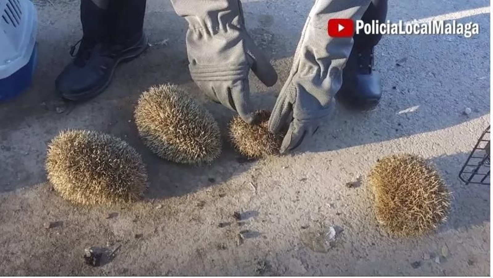 Investigan a tres jóvenes por maltrato animal al ser sorprendidos quemando erizos con un soplete