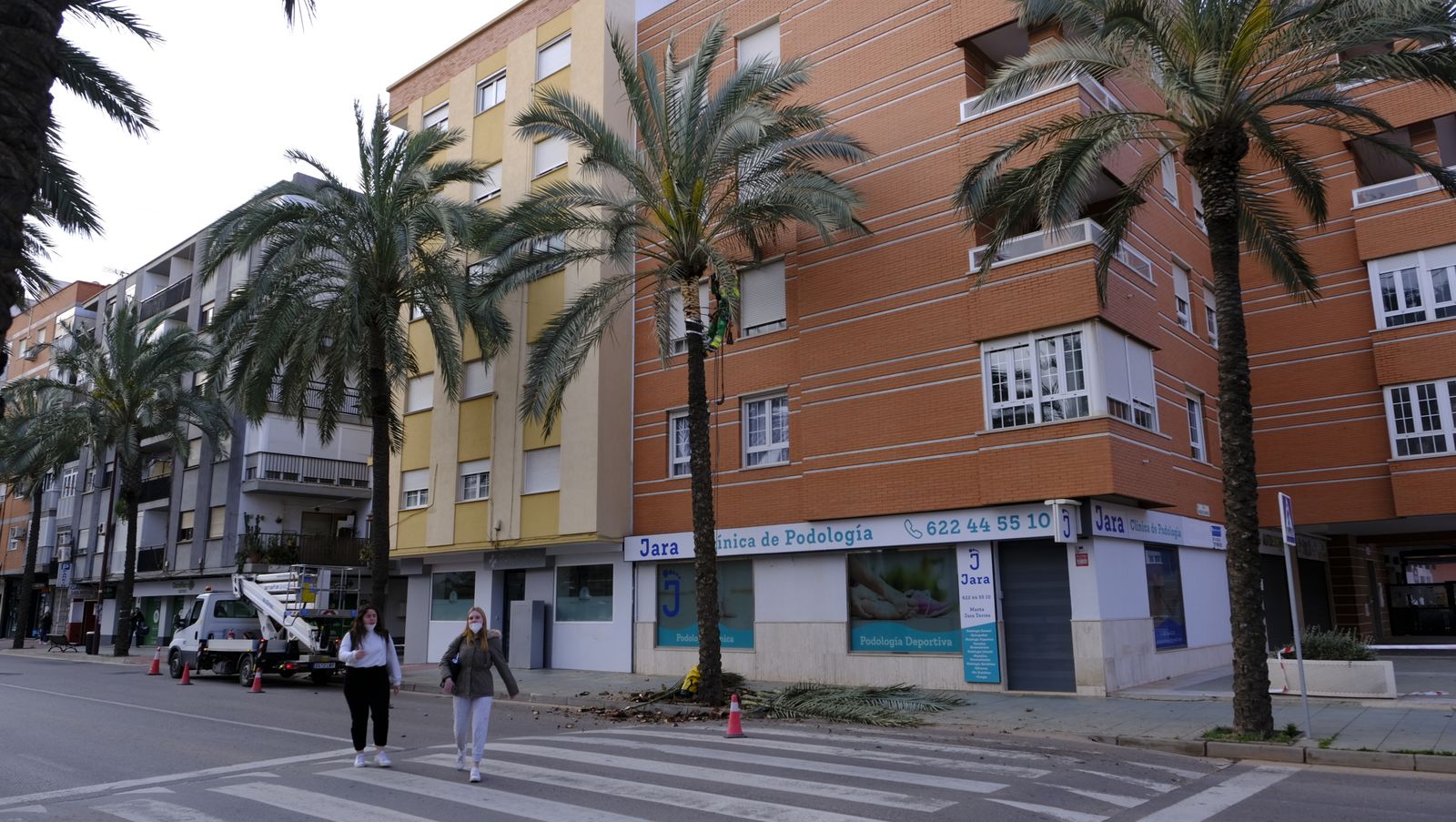 Fotogalería de la poda e inspección de las palmeras de la Avenida Cabo de Gata. Almería.