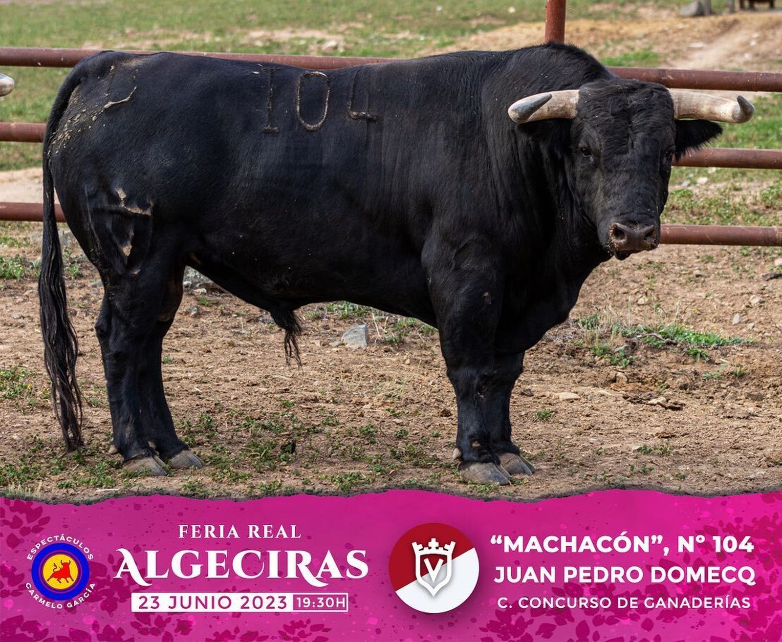 Los toros reseñados para la corrida concurso de la Feria de Algeciras 2023, en imágenes