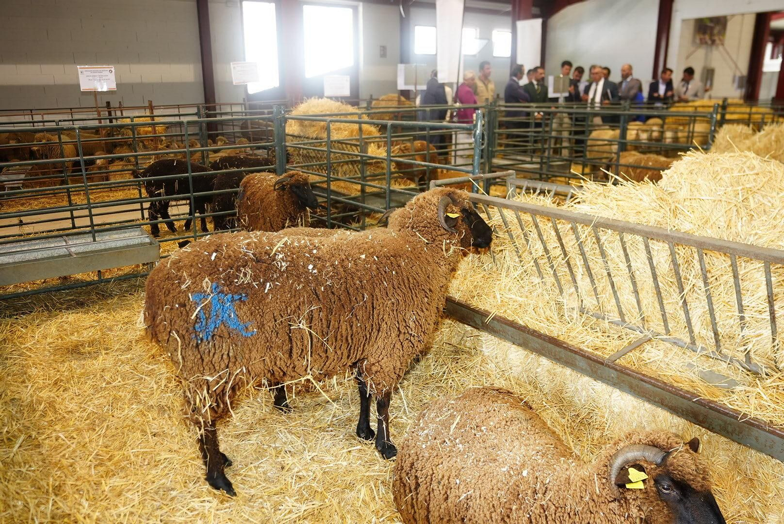 Un paseo en fotografías por la XXX Feria Agroganadera de Los Pedroches Un paseo en fotografías por la XXX Feria Agroganadera de Los Pedroches