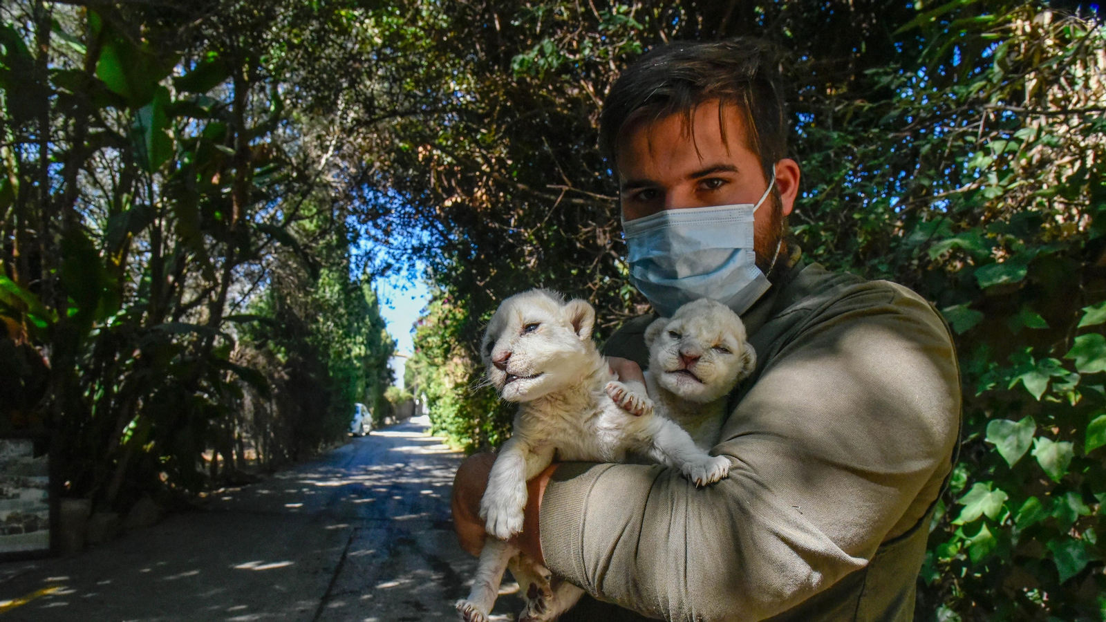 Las fotos de los chachorros de leones blancos de Jimena